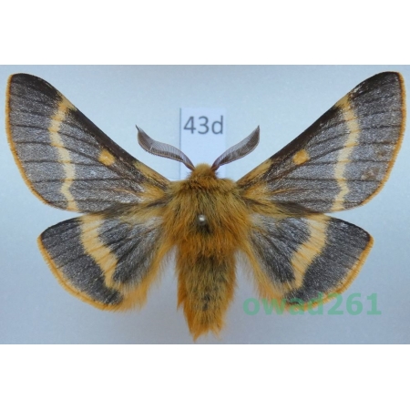 Lemonia dumi (Linnaeus, 1761) male Slovakia43d